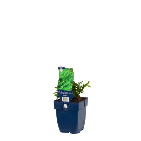 Eikvaren