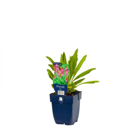 Sleutelbloem