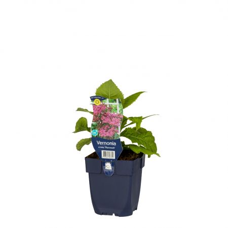 Schuimbloem