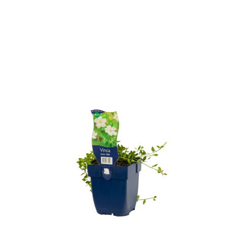 Kleine maagdenpalm