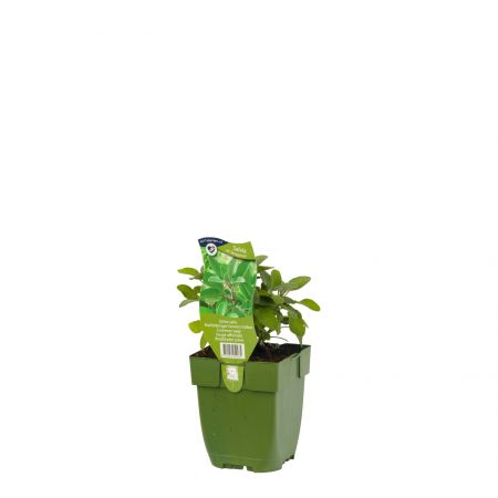 Echte salie 'Berggarten'