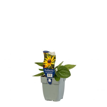 Zonnehoed 'Little Goldstar'