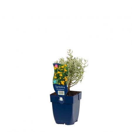 Heiligenbloem