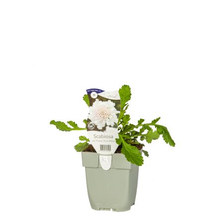 Duifkruid Flutter Pure White