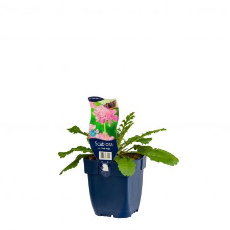 Duifkruid 'Pink Mist'