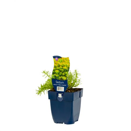 Vetkruid 'Yellow Cushion'