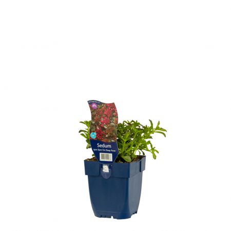 Hemelsleutel 'Spot On Deep Rose'