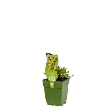 Tijm