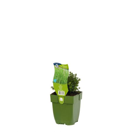 Tijm