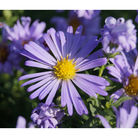 Aster (D) 'Mittelmeer'