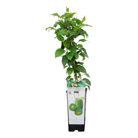 Mini-Kiwi 'Issai'