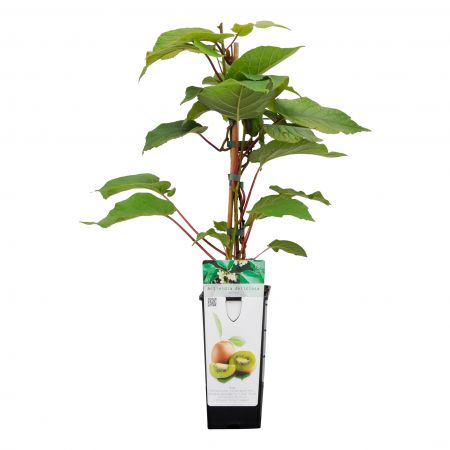Zelfbestuivende Kiwi 'Jenny'