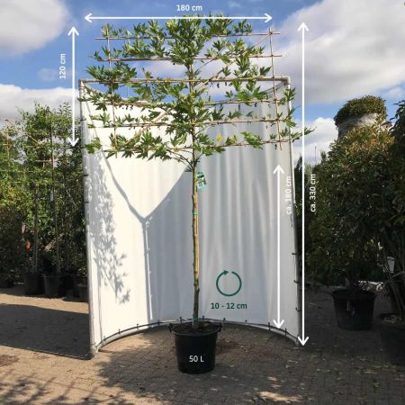 Gewone Plataan Leiboom