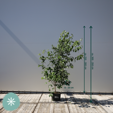 Japanse grootbloemige kornoelje