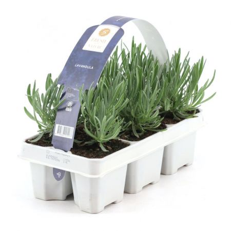 Echte lavendel