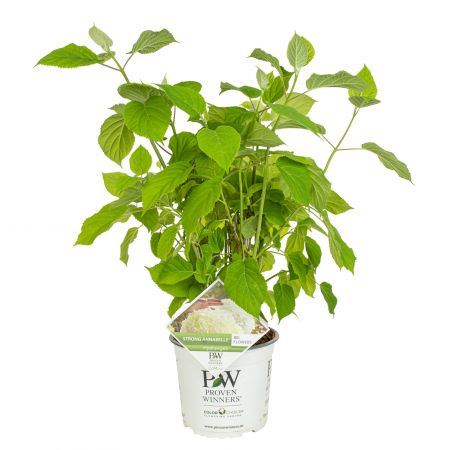 Hortensia 'Strong Annabelle'