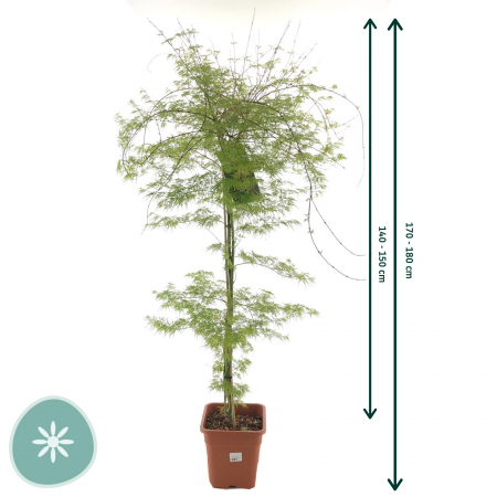 Japanse esdoorn 'Emerald Lace'