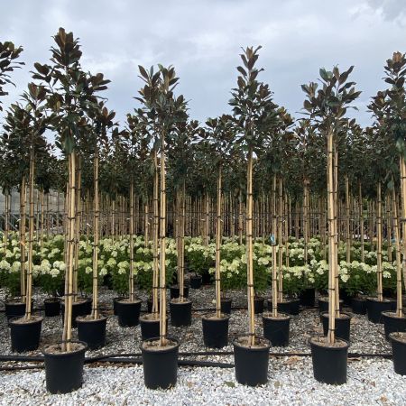 Beverboom 'Goliath'
