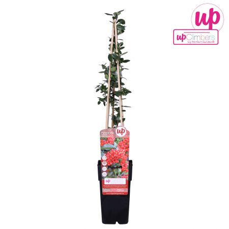 Vuurdoorn 'Red Column'