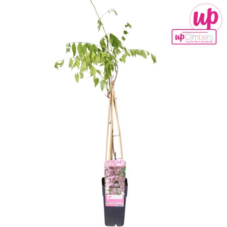 Roze Blauwe Regen 'Rosea'