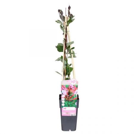 Wilde Kamperfoelie 'Serotina'