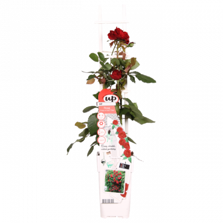 Doorbloeiende Klimroos 'Crazy in Love Red'