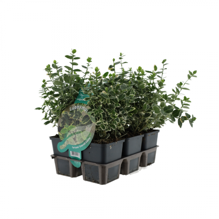 Japanse kardinaalshoed 'Emerald Gaiety'