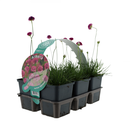 Engels gras 'Splendens'