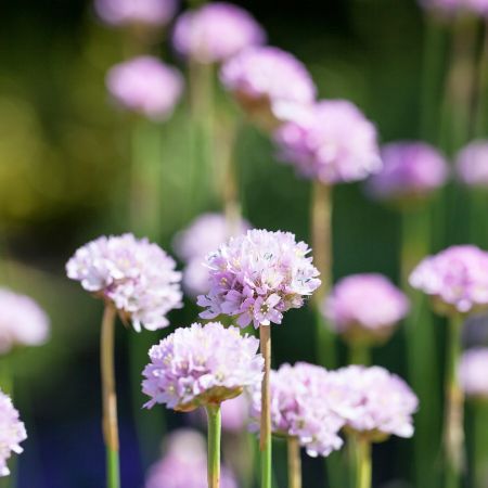 Engels gras 'Ballerina Lilac'