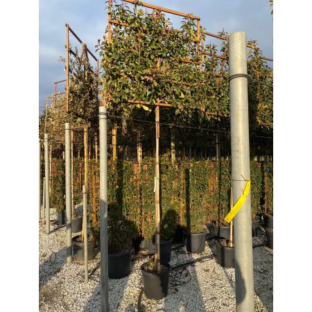 Glansmispel 'Red Robin'