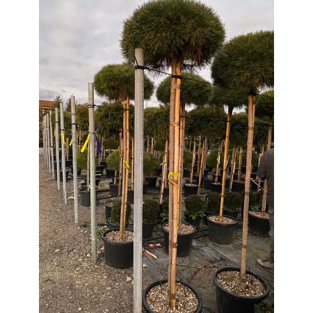 Japanse pijnboom