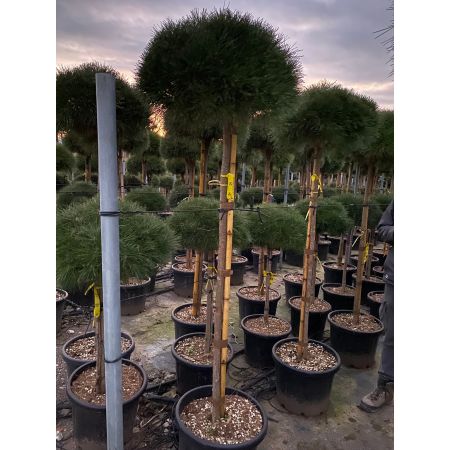 Japanse pijnboom