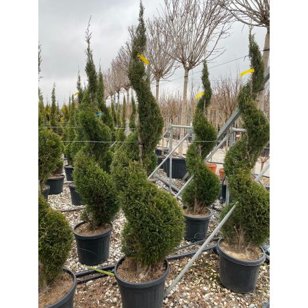 Leylandcipres 'Fastigiata' spiraal