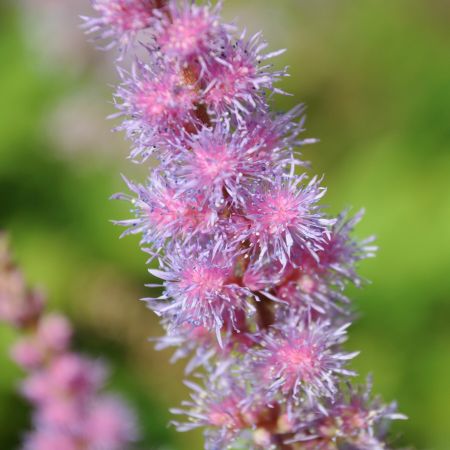Pluimspirea 'Astilbe'