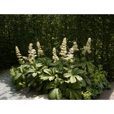 Kastanjebladige astilbe