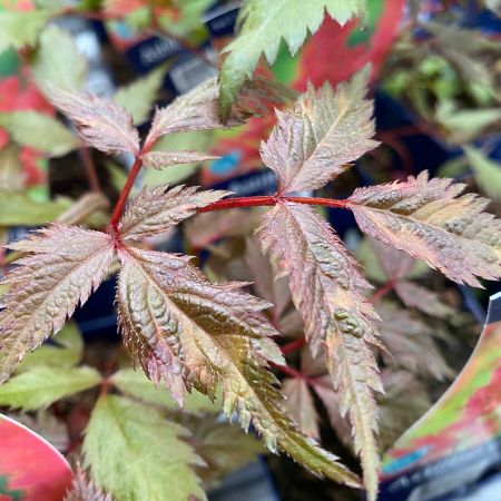 Pluimspirea 'Fanal'