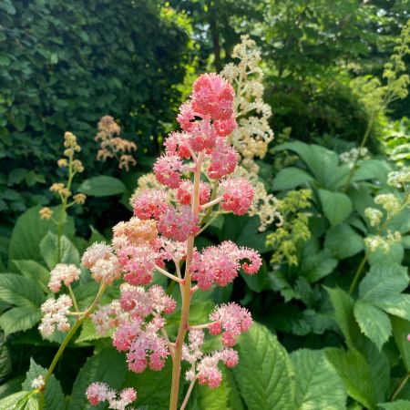 Pluimspirea 'Sprite'