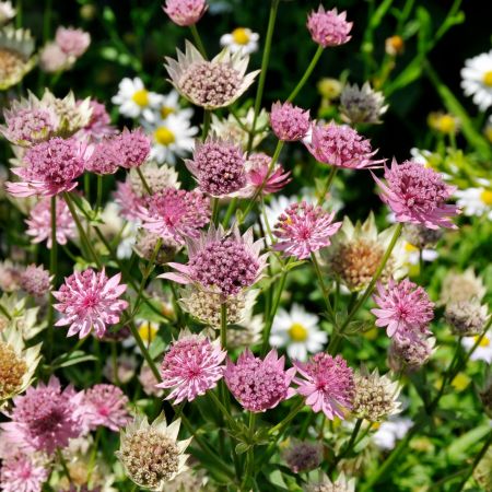 Zeeuws knoopje 'Primadonna'