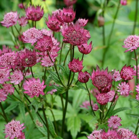 Zeeuws knoopje 'Claret'