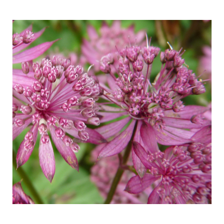 Zweeuws Knoopje 'Rosensinfonie'