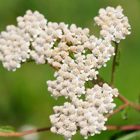 Duizendblad 'The Pearl'