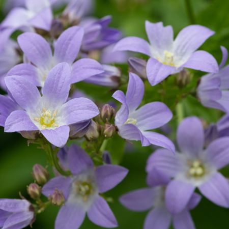 Klokjesbloem 'Prichard's Variety'