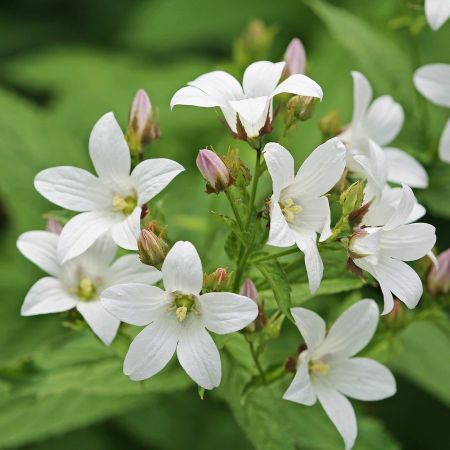 Klokjesbloem 'E.H. Frost'