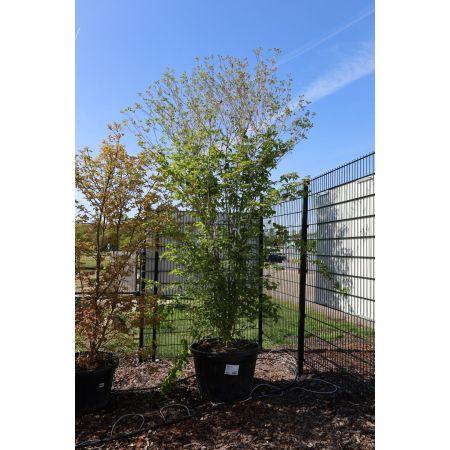 Japanse Grootbloemige Kornoelje