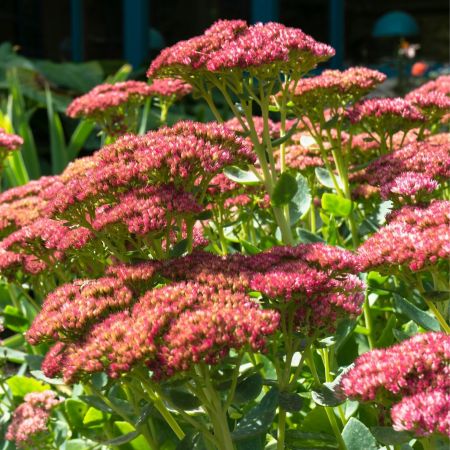 Hemelsleutel 'Herbstfreude'