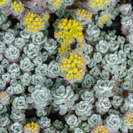 Vetkruid  'Cape Blanco'