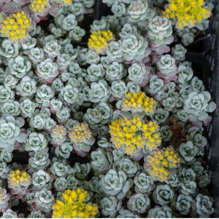 Vetkruid 'Purpureum'