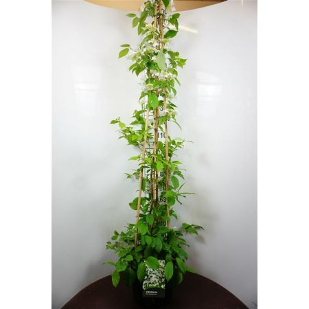 Japanse Sneeuwbal 'Kilimandjaro Sunrise'