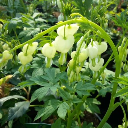 Gebroken hartjes 'Alba'