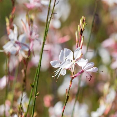 Prachtkaars 'Whirling Butterflies'